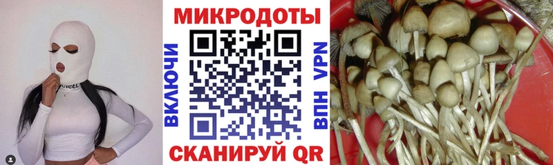 Псилоцибиновые грибы Cubensis Гусиноозёрск
